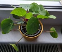 Pilea peperomioides-Glückstaler-Ufopflanze Sachsen - Bautzen Vorschau