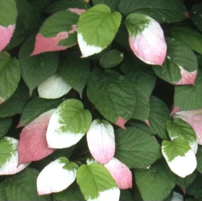 Fingerhut (Digitalis)-Blütenfarbe: weiß, dunkelrosa, hellrosa in Buchholz in der Nordheide