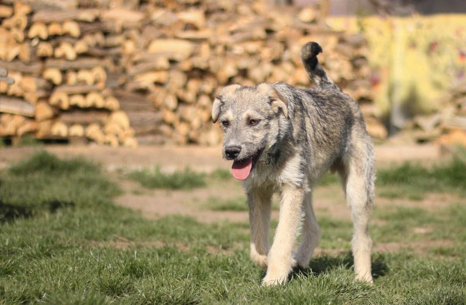 Kleiner Willi sucht seine Familie in Chemnitz