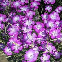 Gartenpflanze Kornrade 100 Samen Sachsen-Anhalt - Seegebiet Mansfelder Land Vorschau