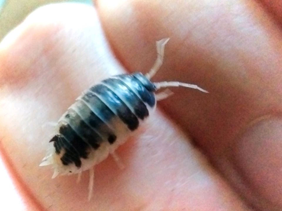 Panda-Asseln / Porcellio laevis 'Panda' in Mecklenbeck