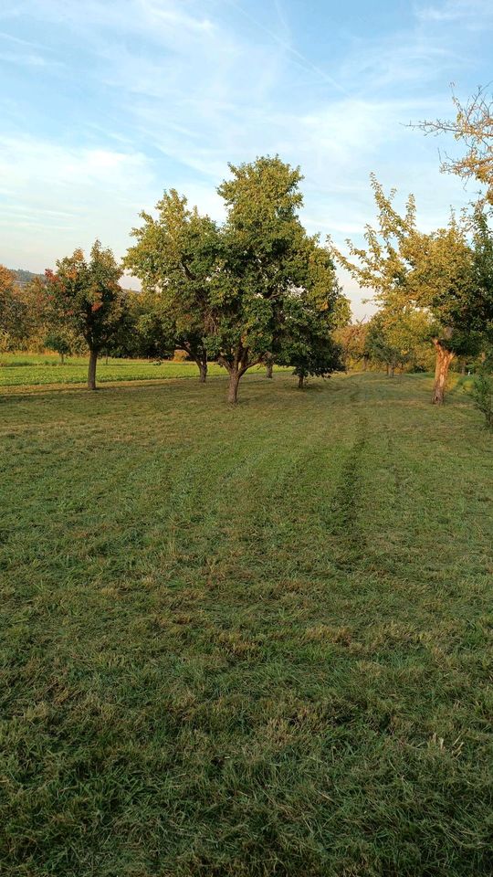 Rasen mähen in Weil der Stadt