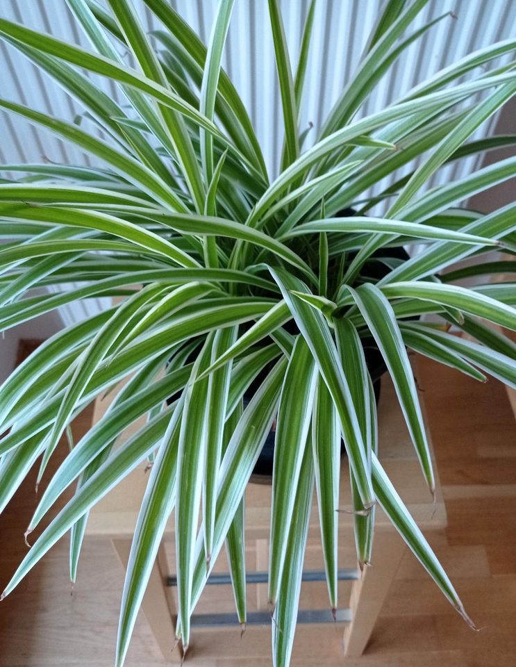 Grünpflanze Chlorophytum im 3 Liter Topf mit 3 Pflanzen in Dresden