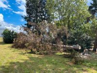 Baumfällung / Rodungsarbeiten / Garten Hessen - Hammersbach Vorschau