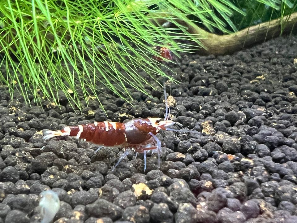 Red Metallic Garnelen (Caridina) in Ofterdingen