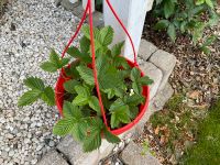 Hängeampel Pflanzampel Blumenampel Deko Pflanze ☘️❤️ Niedersachsen - Algermissen Vorschau