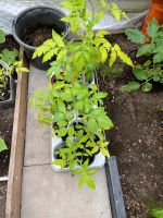 Tomatenpflanzen versch. Sorten Rheinland-Pfalz - Weilerbach Vorschau