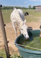 Pferd sucht Pflegebeteiligung 1,63 m Berlin - Marienfelde Vorschau