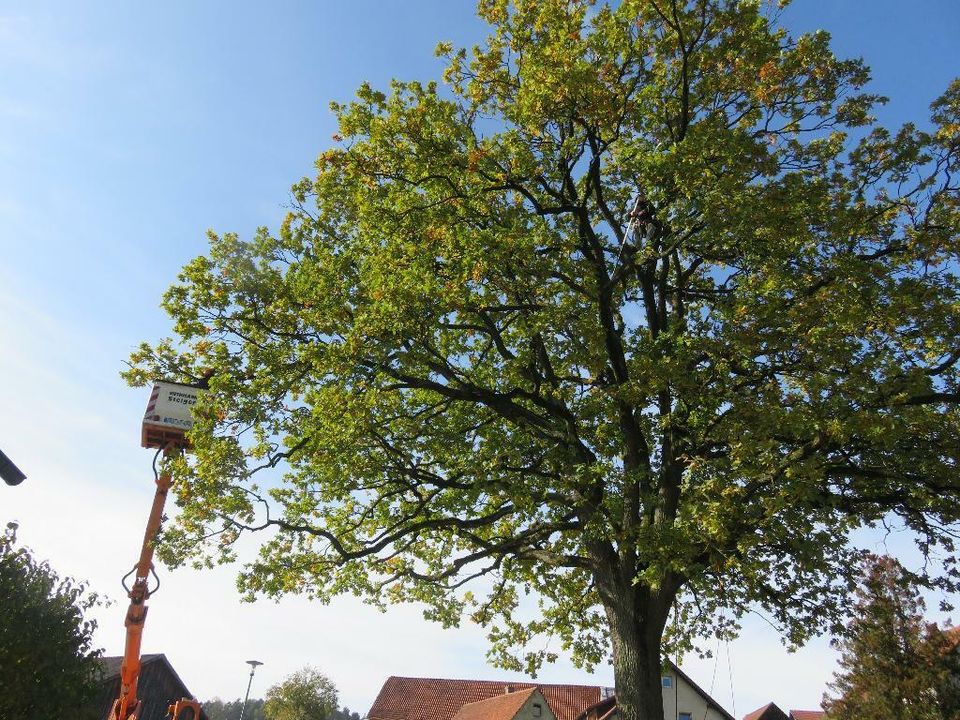 Baumpflege, Problemfällungen, Baumkontrollen und -gutachten in Prackenbach