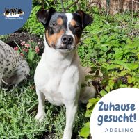 ADELINO Ratonero Bodeguero Andaluz Terrier Rüde Tierschutz Hund Mecklenburg-Strelitz - Landkreis - Neustrelitz Vorschau