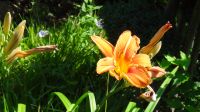 Gartenpflanzen Taglilien Orange Goldrute Gelb Sachsen - Steina Vorschau