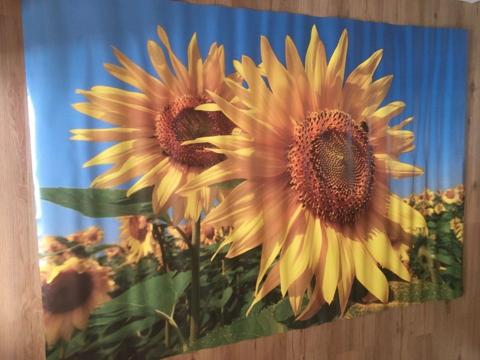 Poster  Bild  Sonnenblumen in Geisenheim