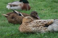 Bruteier (Laufenten/Enten/Erpel) Hessen - Echzell  Vorschau