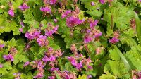 Storchenschnabel Geranium macrorrhizum toller Bodendecker Hannover - Ricklingen Vorschau