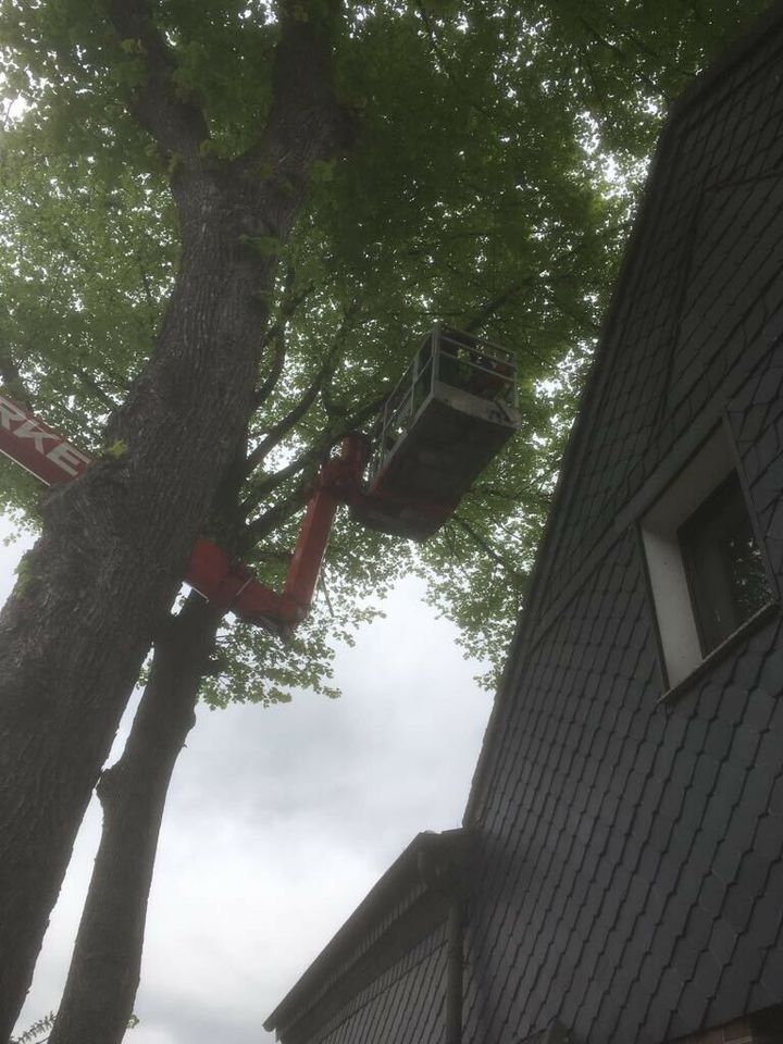 Bäume Fällungen, Baumfällung,  Wurzel fräsen, Hecke schneiden. in Essen