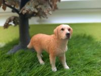 Schleich Golden Retriever Rüde 16377 Hund Niedersachsen - Jork Vorschau