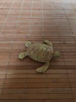 Figur_Spielfigur * Schildkröte_Sea Turtle * AAA - Vintage Niedersachsen - Gifhorn Vorschau