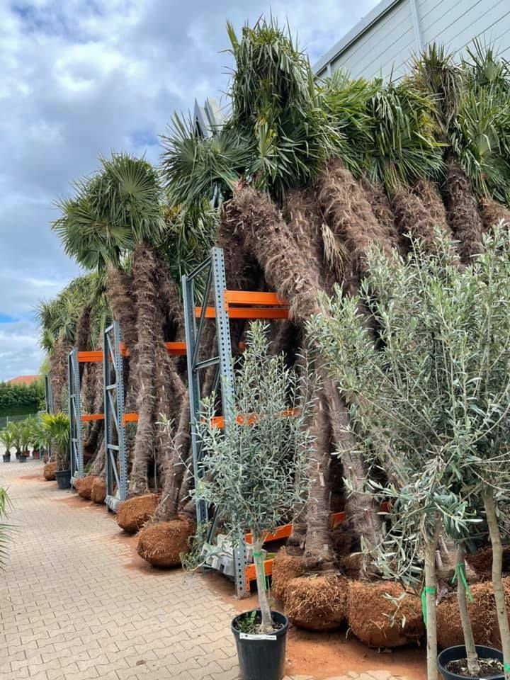 Trachycarpus Fortunei Hanfpalme 400 cm Stammhöhe 5 M Gesamthöhe in Ettenheim