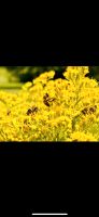Bienenvölker Ableger Carnica Bienen Königinnen Niedersachsen - Bersenbrück Vorschau