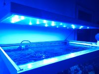 Salzwasser LED,extrem Blau, Aquarium Meerwasser Güstrow - Landkreis - Lüssow Vorschau