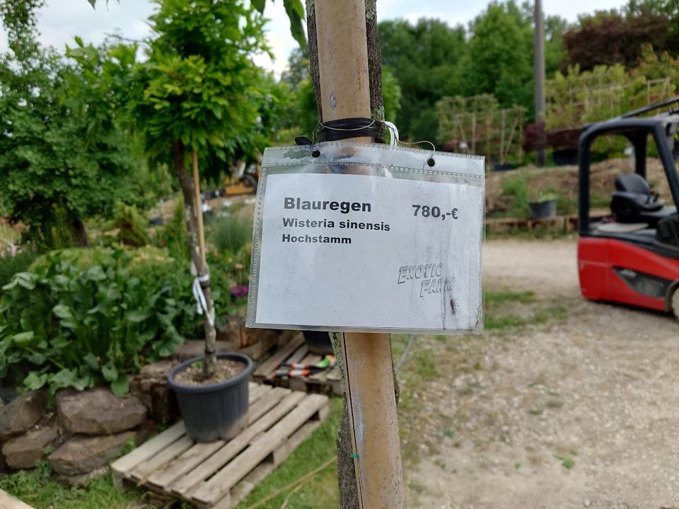 Blauregen Wisteria sinensis Hochstamm Höhe: ca. 270cm  (Nr. 4) in Ofterdingen