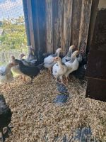 Hühner Küken Hähne Hähnchen keine Hennen Hessen - Witzenhausen Vorschau