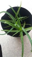 Aloe arborescens | Baumaloe | 4 Ableger mit Topf Nordrhein-Westfalen - Rietberg Vorschau