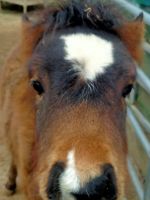 Dartmoorfohlen Farin Goldprämie hübsches Kinderpony in spe Rheinland-Pfalz - Sitters Vorschau