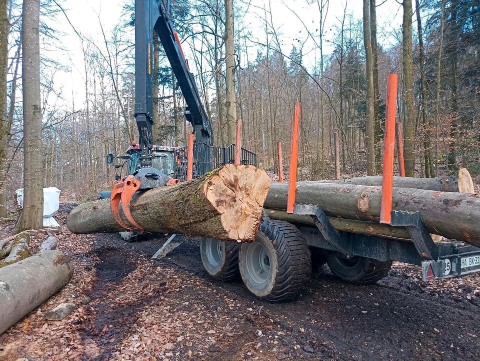 Verkaufe Stammholz Hartholz Weichholz Brennholz BucheEicheFichte in Kreßberg