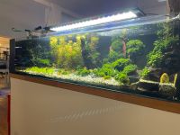 Aquaristik/ Fische/ Pflanzen/ Zubehör/ Beratung. Kreis Pinneberg - Halstenbek Vorschau