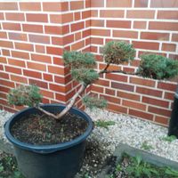 Gartenpflanze Gartenbonsai Bonsai Nordrhein-Westfalen - Stadtlohn Vorschau