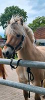 Fjordpferd sucht Reitbeteiligung oder Pflegebeteiligung Niedersachsen - Neustadt am Rübenberge Vorschau