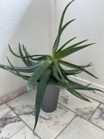 Sehr große Aloe Vera Bio Aufzucht- geeignet für Kosmetik und Ern Bayern - Kempten Vorschau