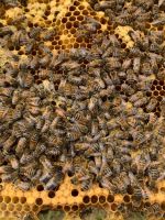 Bienen Carnica Jungvölker bzw.Ableger Sachsen-Anhalt - Lutherstadt Wittenberg Vorschau