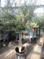 Olivenbaum 50Jahre alt, Olea europaea, Rheinland-Pfalz - Lingenfeld Vorschau