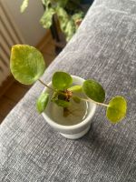 Pilea Peperomioides White Splash Niedersachsen - Braunschweig Vorschau