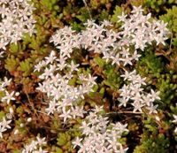 Kleine Fette Henne, Bodendecker, aus dem Garten Wandsbek - Hamburg Bergstedt Vorschau