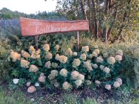 Rispenhortensien Hydrangea Hortensien paniculata Nordrhein-Westfalen - Vreden Vorschau