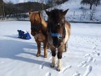 Pflegeponys/ Schmuseponys/ Islandpferde als Pflegebeteiligung! Baden-Württemberg - Pfullingen Vorschau