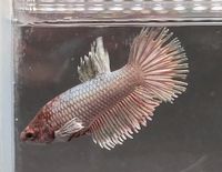 Männchen/ Betta splendens/ Kampffisch/ CTDE/ Crowntail Dumbo Niedergörsdorf - Blönsdorf Vorschau