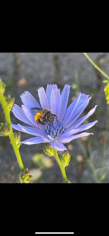 Samen Wegwarte - 30 Samen, Naturgarten Insekten Frühling in Baldham