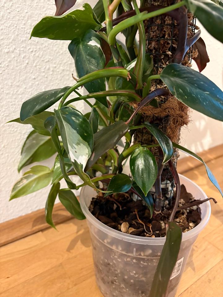 Philodendron Pink Princess White Wizzard Zimmerpflanze Moosstab in Dresden