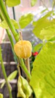 30 Samen Kapstachelbeere Physalis Sachsen - Dürrhennersdorf Vorschau