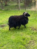 Ouessantschaf Parchim - Landkreis - Leezen MV Vorschau