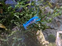 Blauer Floridakrebs (Procambarus Alleni) Stuttgart - Bad Cannstatt Vorschau