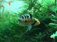 Apistogramma rositae (sp. Harlekin) Berlin - Pankow Vorschau