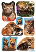 Herma Sticker Katzen Katzenbabys Aufkleber Niedersachsen - Bockhorn Vorschau