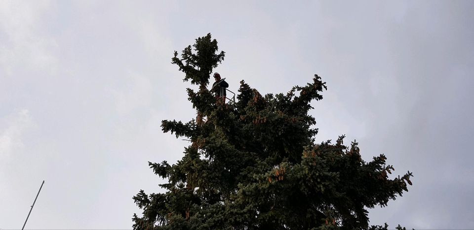 Baumpflege, Baumfällung, Baum fällen, Sturmschadenbeseidigung in Meuselwitz