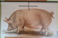 Schul-Lehrtafel, Rollbild, Deutsches Edelschwein ,50er Jahre Bayern - Gräfendorf Vorschau