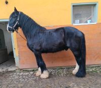 Shire Horse Wallach geritten Sachsen - Grimma Vorschau